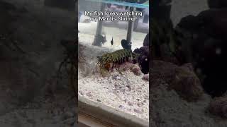 My fish loves watching my Mantis Shrimp!