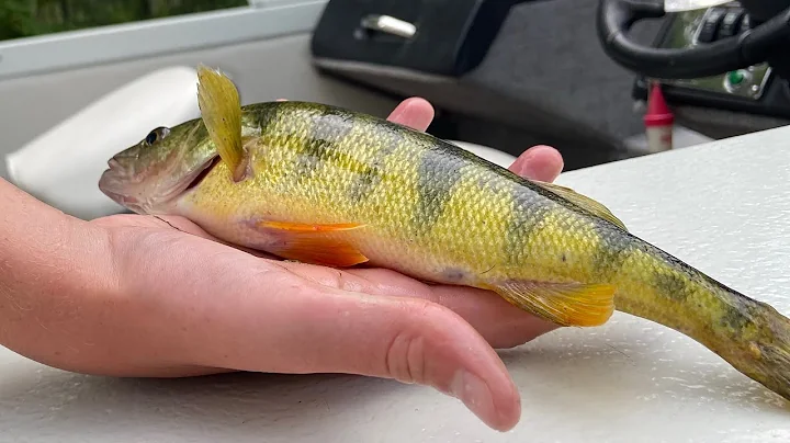 Giant Saginaw Bay Perch!!! Cook And Camp!!