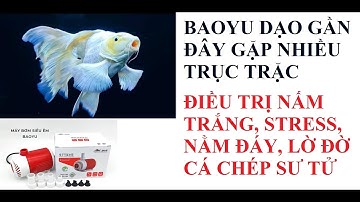 Cá cảnh An An | Nguyên nhân dấu hiệu và cách điều trị cá chép sư tử bị stress nấm trắng #cacanhanan