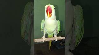 Hai koi pyara mithu se......🦜🦜😂😂 #parrotlovers #nonstoptalkingparrot #cuteparrot #funnyparrot #alaxe