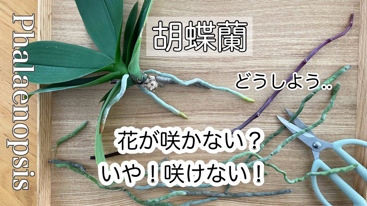 ▷022 【胡蝶蘭】毎年やっちゃう！花が咲かない訳は？