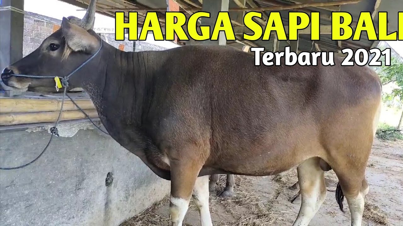 HARGA SAPI BALI untuk IDUL QURBAN 2021 | 5980 - YouTube