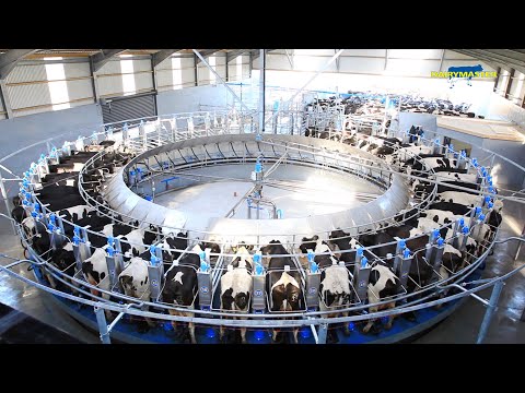 The Incredible Rotary Milking Parlour from Dairymaster!