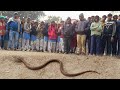               indian spectacle cobra rescue
