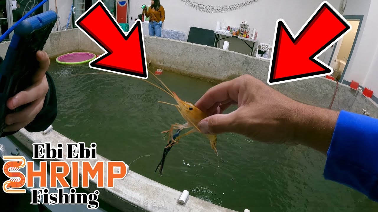 Catching Shrimp with A Rod and Reel !  Ebi Ebi Shrimp Americas Only Indoor  Shrimp Fishing Spot 