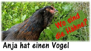 Hähne werden von Hennen getrennt / Anja hat einen Vogel