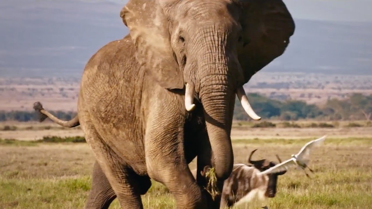 The Ivory Game The Ivory Game