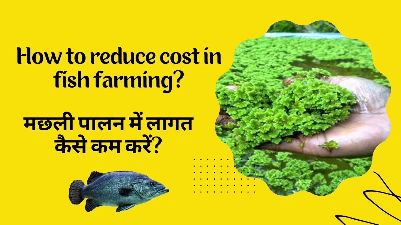 how-to-reduce-cost-in-fish-farming