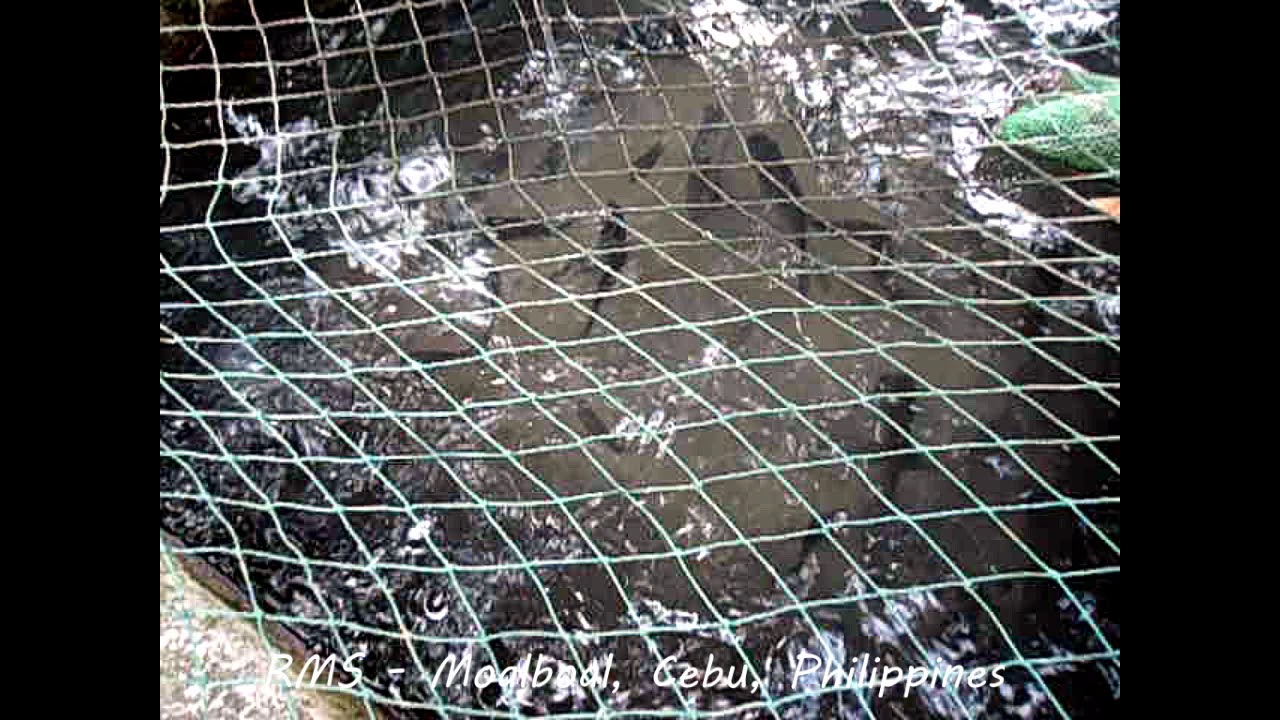 Tilapia fingerlings RMS Moalboal, Cebu YouTube