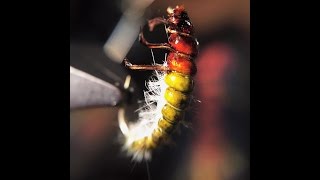 Tying the Hydropsyche Caddis Larvae by Ondrej Rusnak