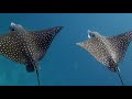 21 09 Maldives eagle rays