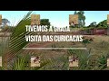 Aves do Brasil: Curicacas