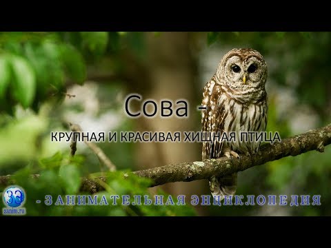 Сова - крупная и красивая хищная птица (филин, полярная сова, сипуха, неясыть, воробьиный сыч)