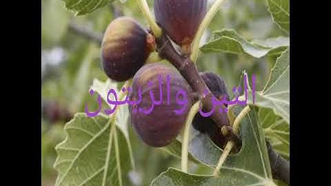 أحمد العجمي سورة_ التين والزيتون_ قراءة خاشعة