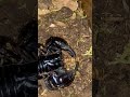 Superworm Didn’t Stand a Chance | Zeus the Asian Forest Scorpion #scorpion #arachnid