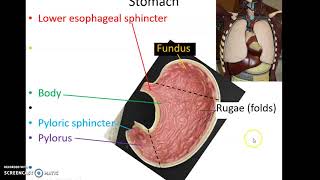 AP 120 Lab 13: Digestive System
