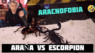 Rubius REACCIONA a PELEA de INSECTOS Arañas vs Escorpiones screenshot 5