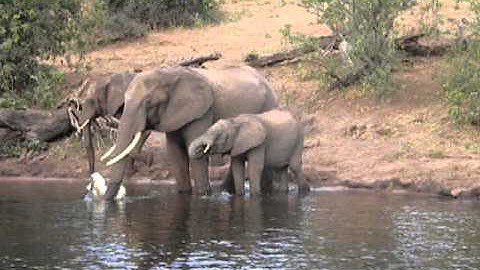 Elephant vs Croc