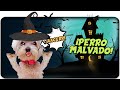 ¡Mi PERRO es MALVADO!😈 El HALLOWEEN de los PERROS!🎃 Anima Dogs