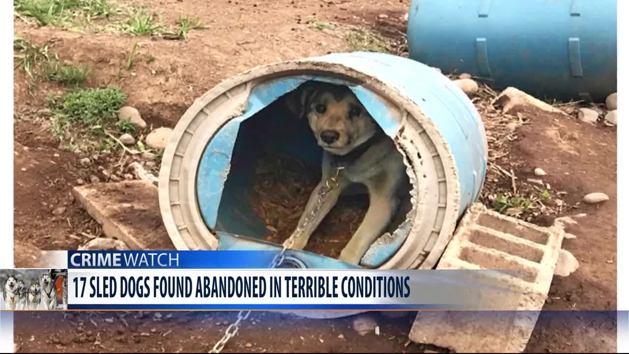 Abandoned, neglected sled dogs rescued in Park County