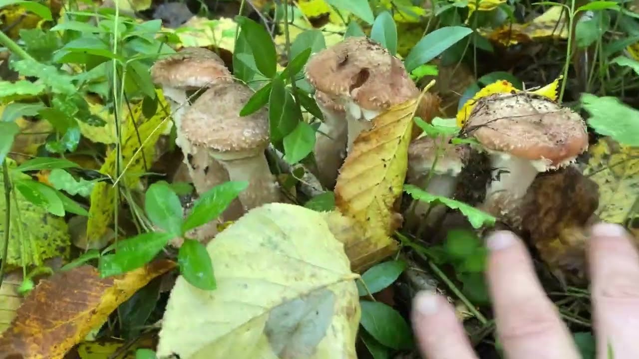 Грибна Пʼятниця по Прикарпатськи!! Білі гриби та Багато дуже багато БАГАТО ОПЕНЬКИ ПІШЛИ МАСОВО