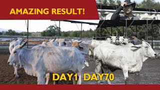 AMAZING! SUCCESSFUL CATTLE FEEDING PRACTICE: DAY 70 FROM SKIN AND BONES TO GREAT BODY SCORE