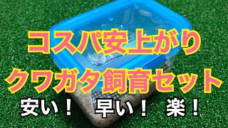 コスパを抑えたクワガタ成虫の飼育方法！