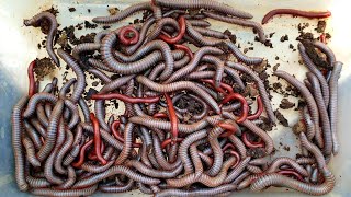 Red Millipedes Worms, White Millipedes Worms Checking In My Garden | Bugs | Insects | Sann Pisetha