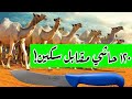 تحدي ال١٢٠ حاشي.. مع سكين ام سهم و الامريكيه !