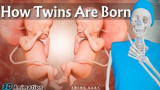 How Twin Babies Are Born🤔🤔 | 3D Animation 🔥 🔥