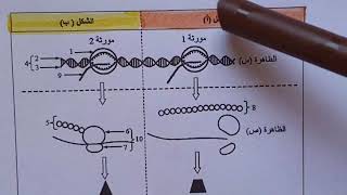 سلسلة تمارين حول تركيب البروتين {باك 2022} [التمرين الاول]