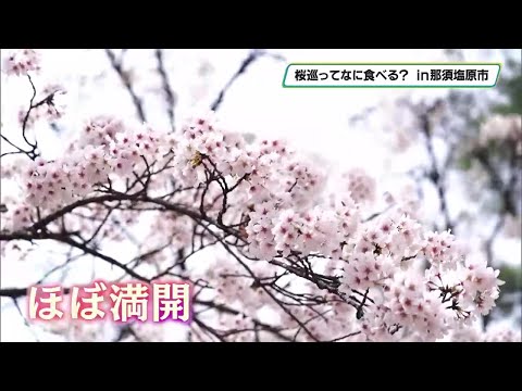 【桜巡ってなに食べる？】那須塩原市黒磯公園の桜×洋菓子店「レスポワール」の「クレームブリュレ」