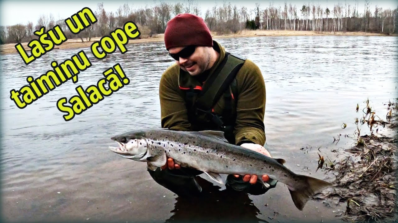 Neatceros kad pēdējo reizi tā trīcēja sirds! Lašu un taimiņu cope! Supermāneklis Westin Great heron.