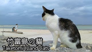 去石垣島一定要去竹富島探貓咪,Taketomi Island Cats,竹富島の ...