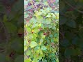 #minivlog
