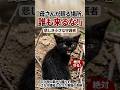 亡き母の墓から離れず、小さな守護者となった黒猫の奇跡 #感動猫動画 #保護猫