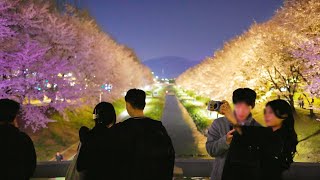 SEOUL Cherry Blossom Festival 2024, Best Beautiful Bridge Yangjaecheon, Seocho-gu, Seoul Korea. by Seoul Travel Walker 8,602 views 1 month ago 26 minutes