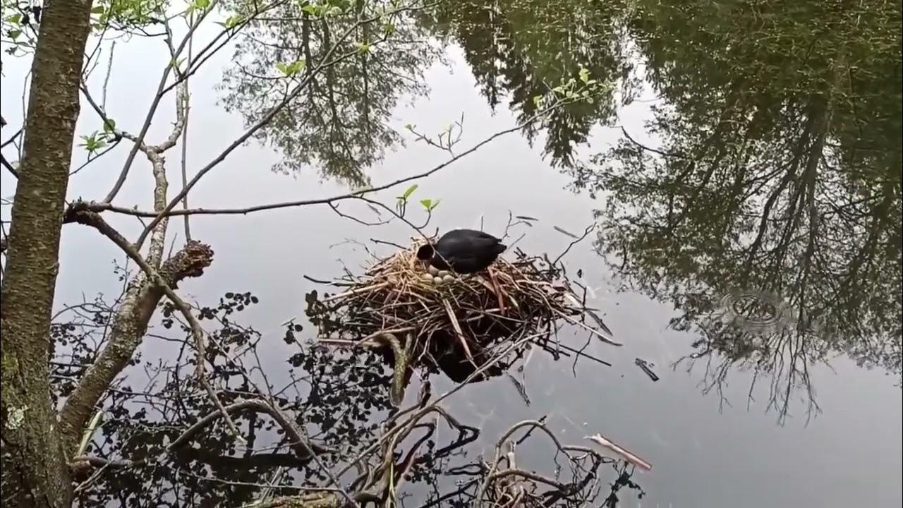 Turkey in the Rain YouTube