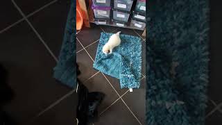 Ferret attacks inanimate objects 😄