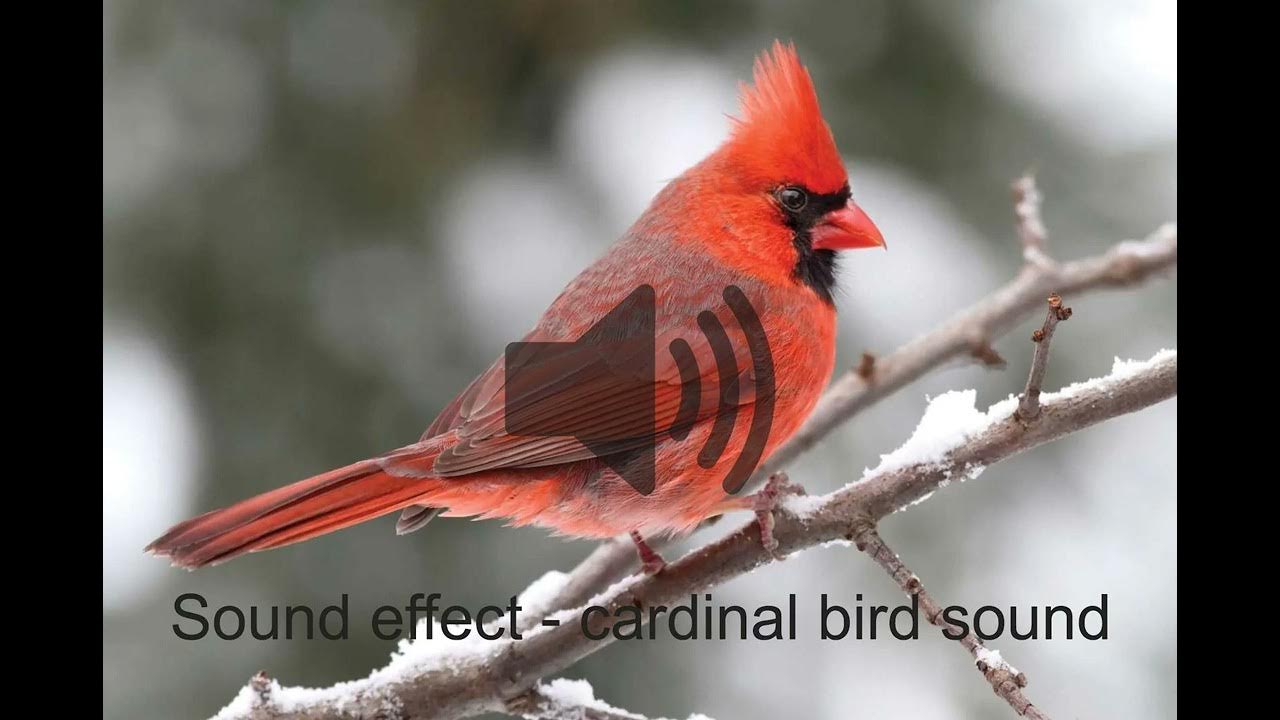 Sound effect cardinal bird sound YouTube