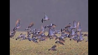 Che Aux Pigeons Ramiers Une Belle Journée
