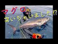 【対馬の素潜り漁師】クロマグロ　魚突き