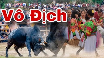 Lễ Hội Chọi Bò Xã Nam Quang Huyện Bảo Lâm - Cao Bằng || Thế Hoan Vlog