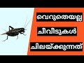     why do crickets chirp   learning range  malayalam