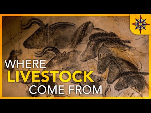 Video: När började märkningen av boskap?