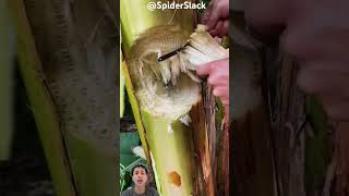 Ağaçtan Para Çıktı 520 Spiderslack