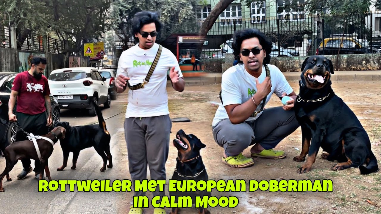 Rottweiler Training & Met European Doberman In Calm Mood | Rottweiler Aggressive On Smell | Day-588