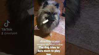 Keeshond The dog tries to lure mom to play too.