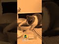 شتحجي هيجي بطرف الساني ميمز ضحك Cat Funny Memes ميمز مضحكة اكسبلور Pets Youtube ضحك 
