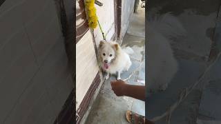 2 dogs, 1 groomer… aur meri haalat kharab 😭🐾 #pets #shorts #dog